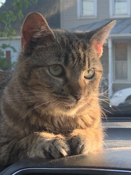 Entry image for Aponi. Clicking this image will show a larger photo