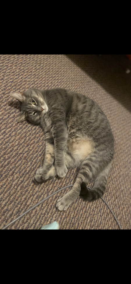 Entry image for Letty. Clicking this image will show a larger photo