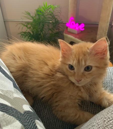 Entry image for Ginger Ella. Clicking this image will show a larger photo