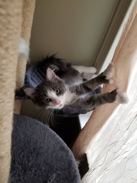 Entry image for Henry. Clicking this image will show a larger photo