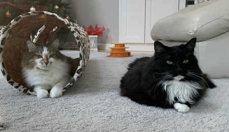 Coco (calico), Teddy (tuxedo) Trixie (dog)