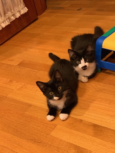 Monster & Tux
