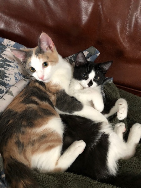 Winona (calico), and Sierra (black/white)