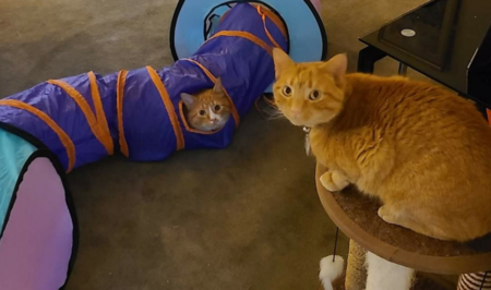 Plumpkin and Jinxy