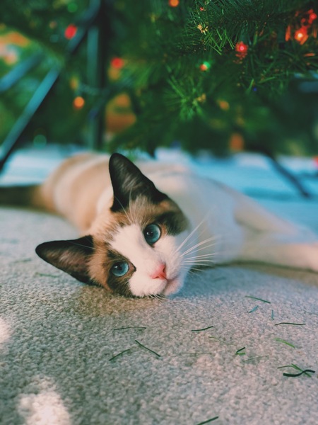 Kitten