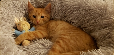 Dorito