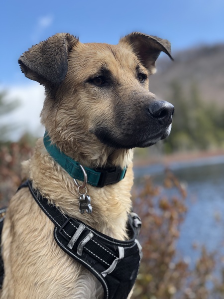 Watson