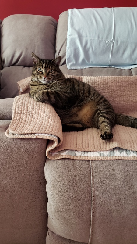 Prince 