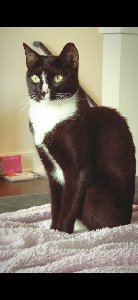 Bowie