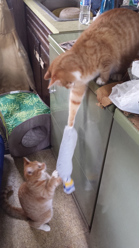 Toby and Tommy