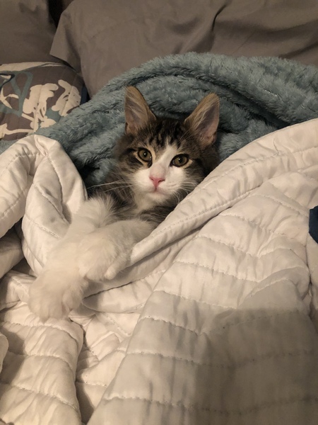 Nigel