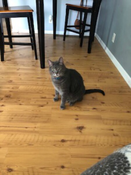 Leo 