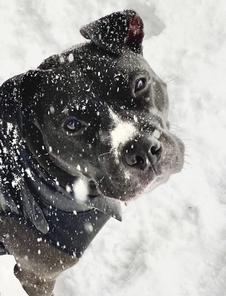 Sadie
