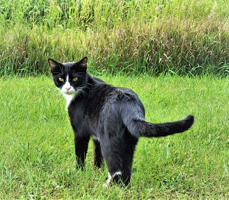 Tom
