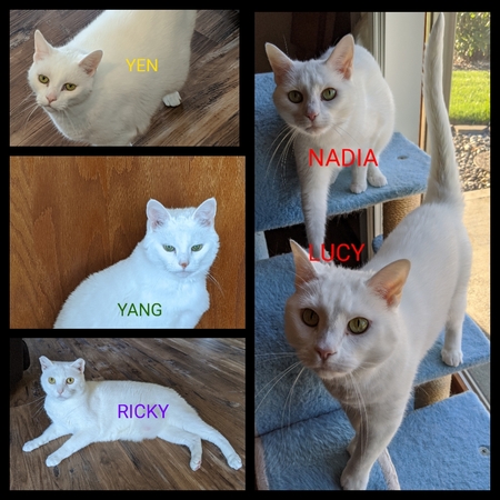 YEN, YANG, RICKY, NADIA, LUCY