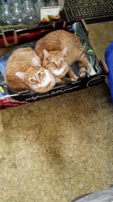 Toby and  Tommy 