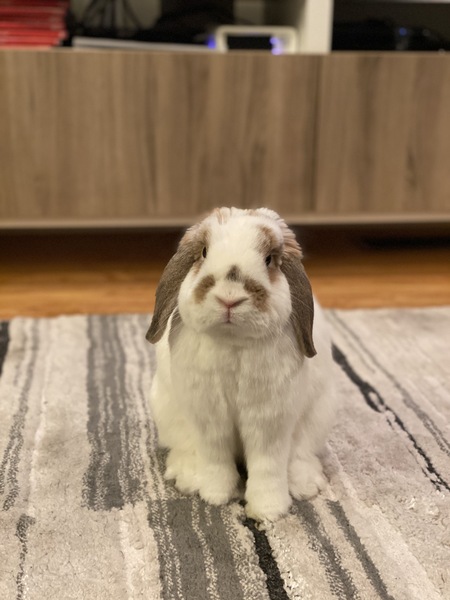 Lola