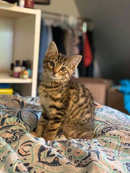 Zeus 