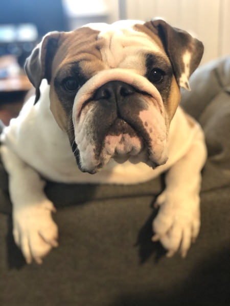 Gertrude