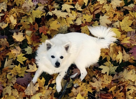 Aspen