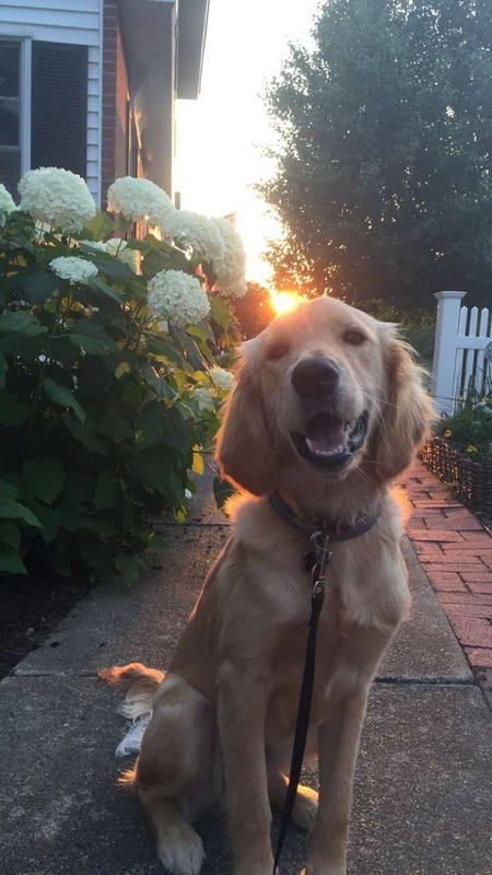 Stella