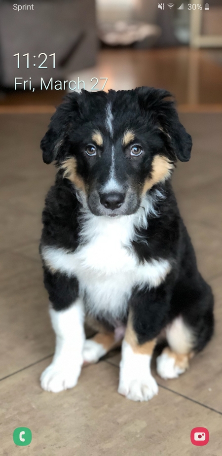 Buddy