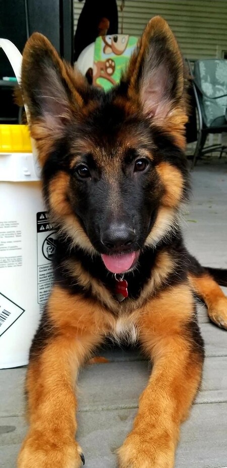 Fenrir