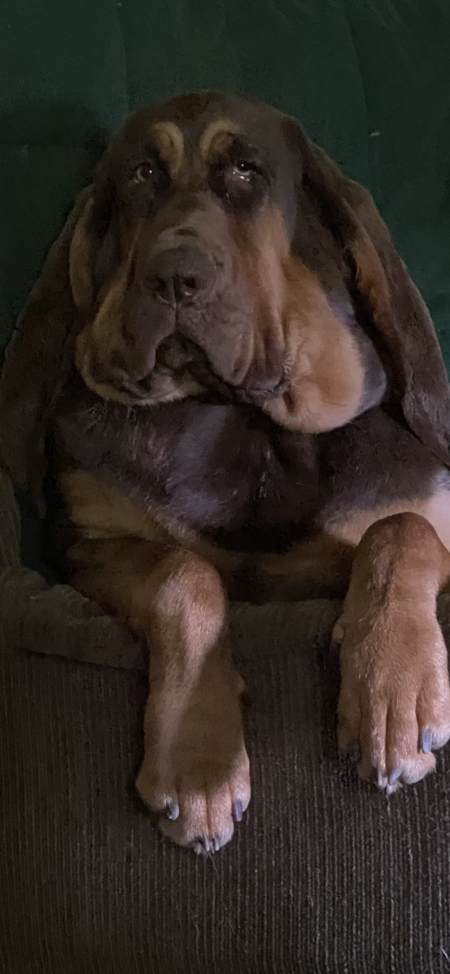 Layla