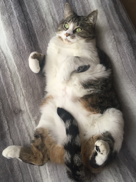 Fat Baby