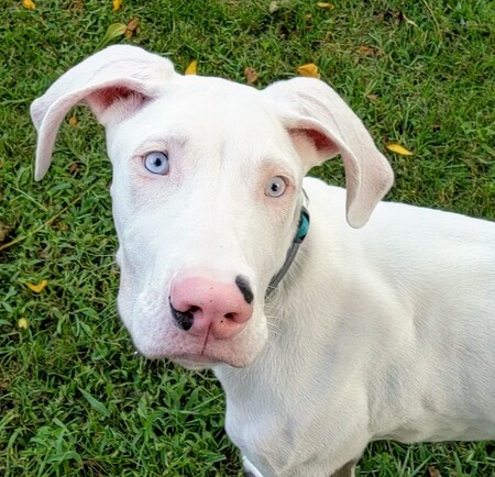 Oakley