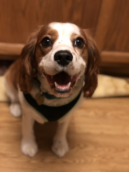 Taco