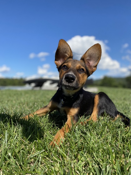 Ava