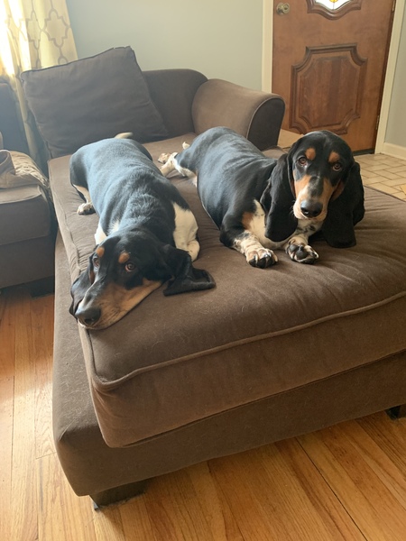 Zeus & Lily 
