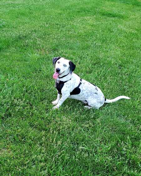 Obie