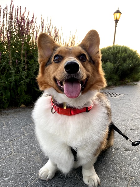 Jake