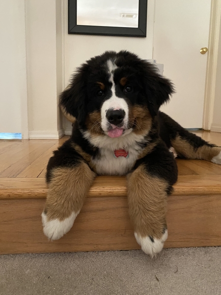 Mochi