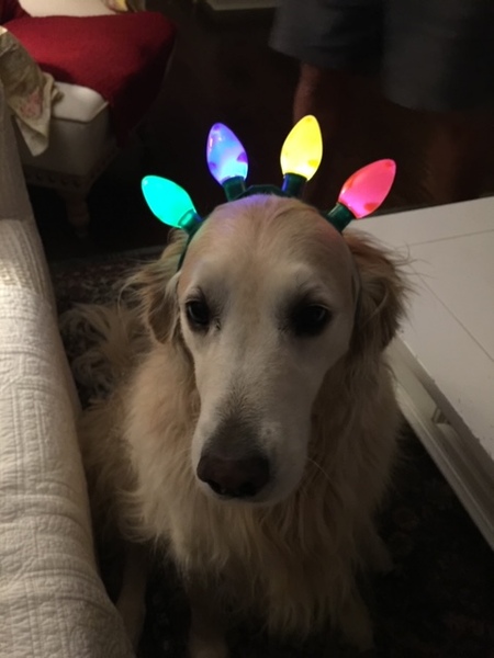 Mollie