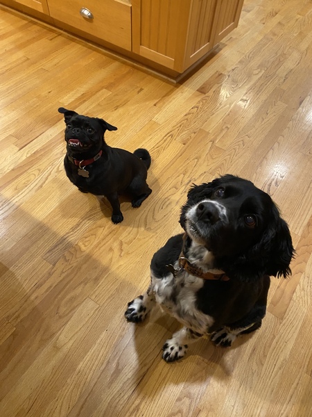 Roscoe and Kona