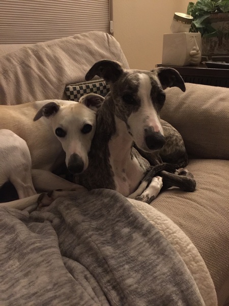 Rosie & Tessie