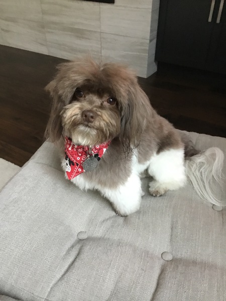 Teddy