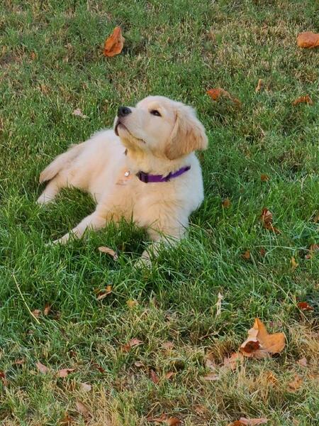 Maggie