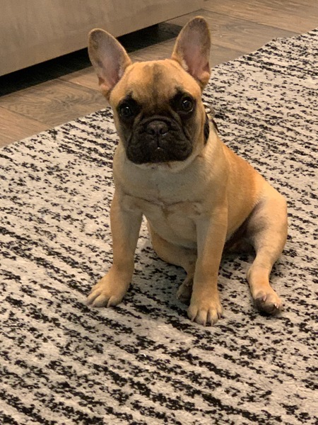 Louie