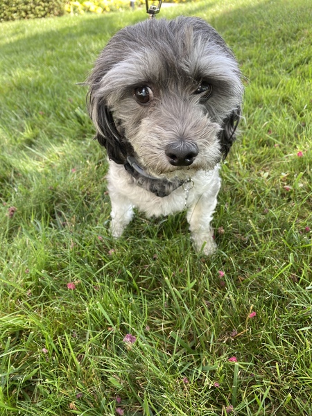 Grady