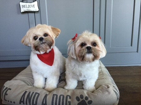 Harley and Bella