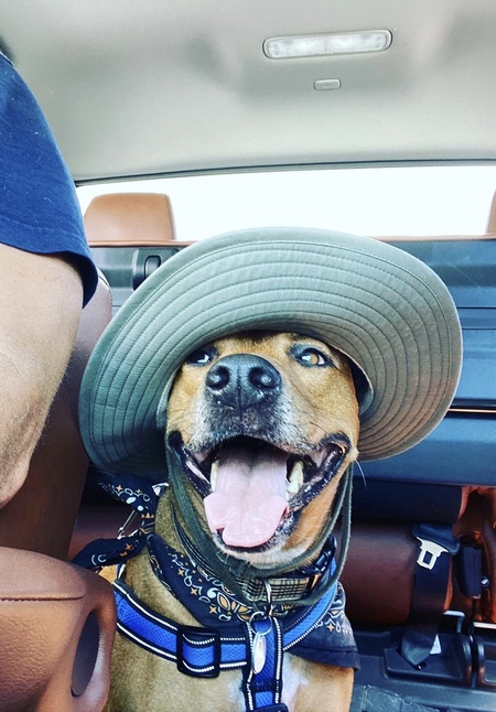 Brody 