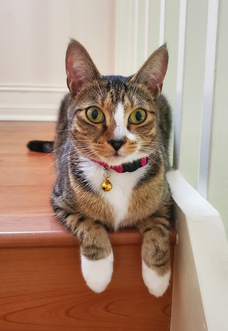 Cinnamon (formerly Spaghetti)
