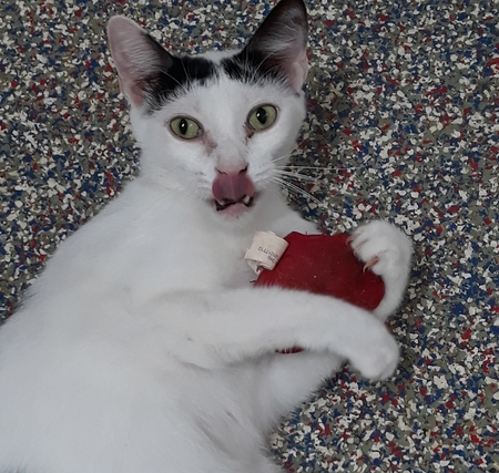 Mouse