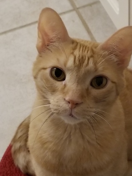 Ari
