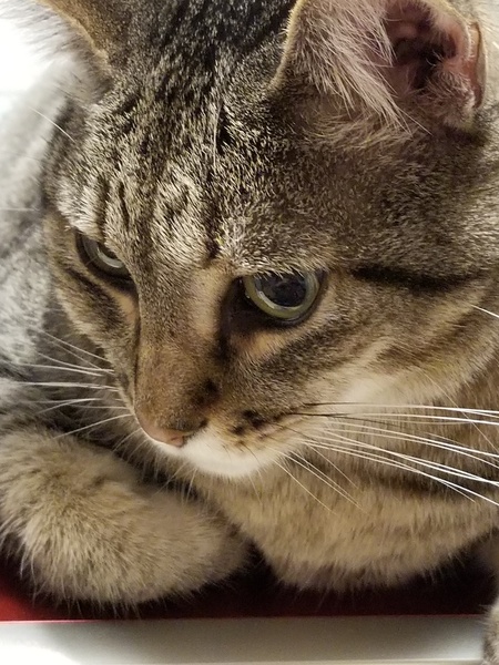 Pepper