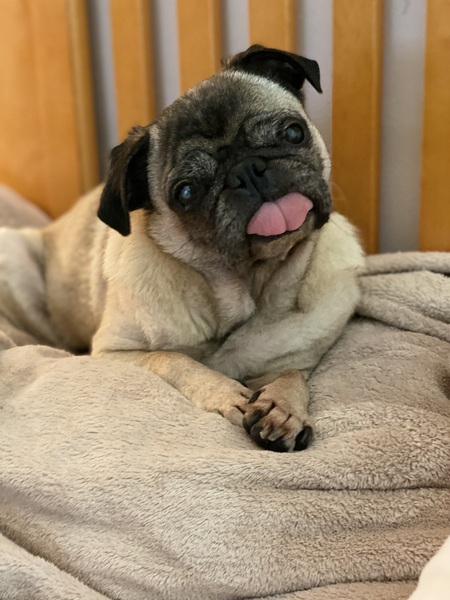  Bella